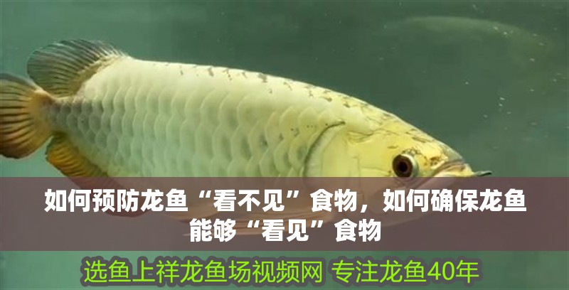 如何預防龍魚“看不見”食物，如何確保龍魚能夠“看見”食物