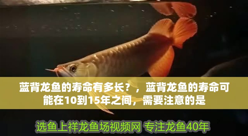 藍背龍魚的壽命有多長？，藍背龍魚的壽命可能在10到15年之間，需要注意的是
