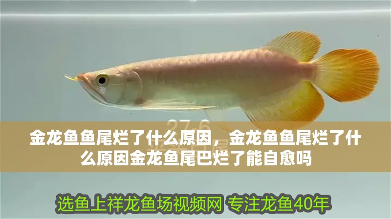 金龍魚魚尾爛了什么原因，金龍魚魚尾爛了什么原因金龍魚尾巴爛了能自愈嗎