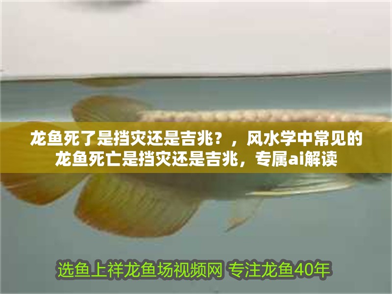龍魚死了是擋災(zāi)還是吉兆？，風(fēng)水學(xué)中常見(jiàn)的龍魚死亡是擋災(zāi)還是吉兆，專屬ai解讀