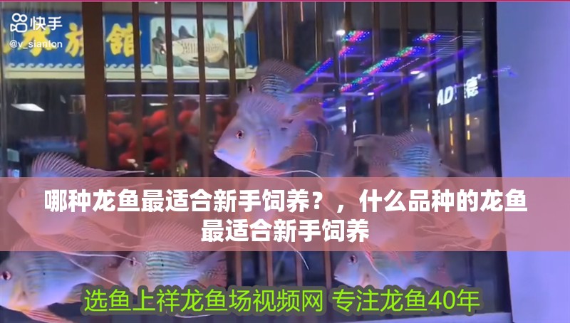哪種龍魚最適合新手飼養？，什么品種的龍魚最適合新手飼養
