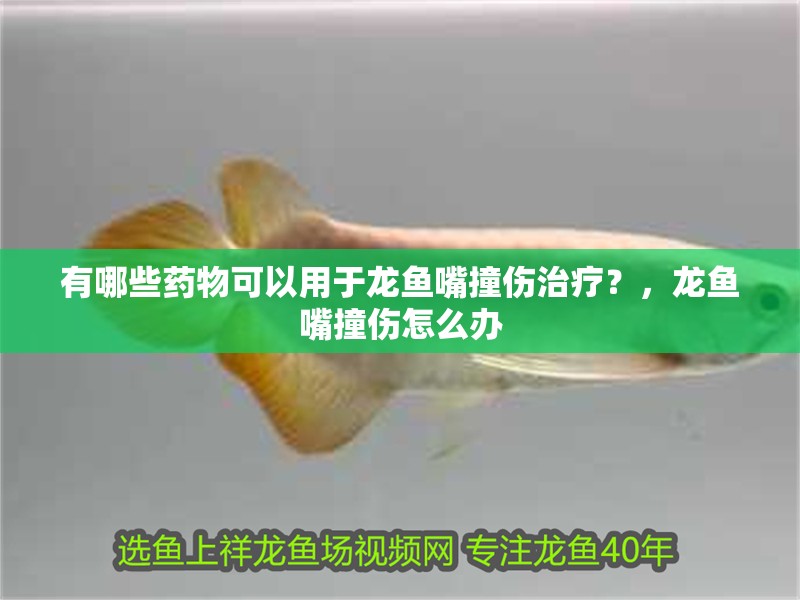 有哪些藥物可以用于龍魚嘴撞傷治療？，龍魚嘴撞傷怎么辦