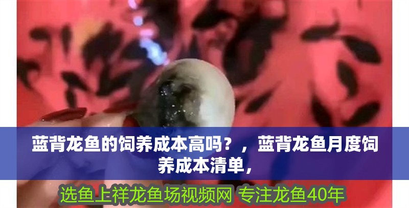 藍(lán)背龍魚(yú)的飼養(yǎng)成本高嗎？，藍(lán)背龍魚(yú)月度飼養(yǎng)成本清單，
