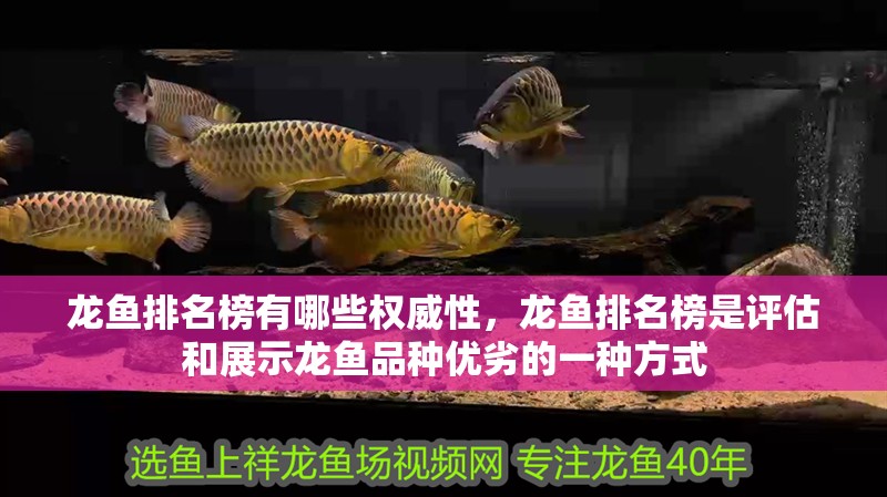 龍魚排名榜有哪些權威性，龍魚排名榜是評估和展示龍魚品種優劣的一種方式