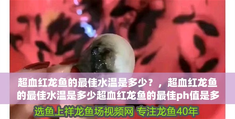 超血紅龍魚的最佳水溫是多少？，超血紅龍魚的最佳水溫是多少超血紅龍魚的最佳ph值是多少