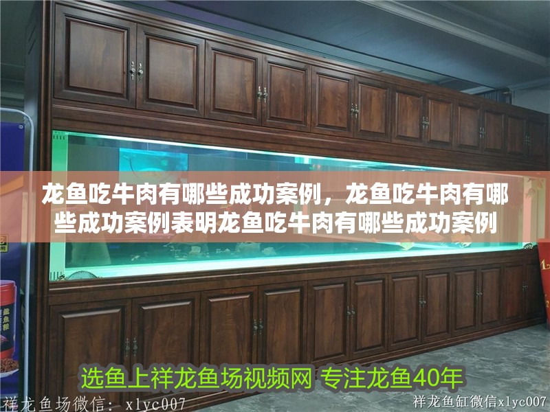 龍魚吃牛肉有哪些成功案例，龍魚吃牛肉有哪些成功案例表明龍魚吃牛肉有哪些成功案例