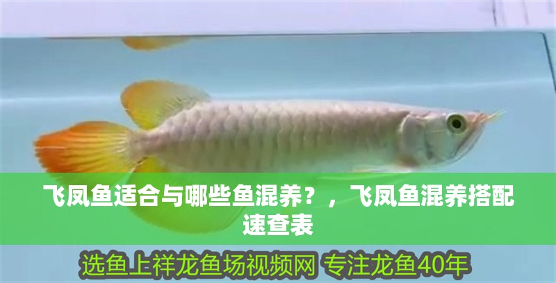 飛鳳魚適合與哪些魚混養？，飛鳳魚混養搭配速查表