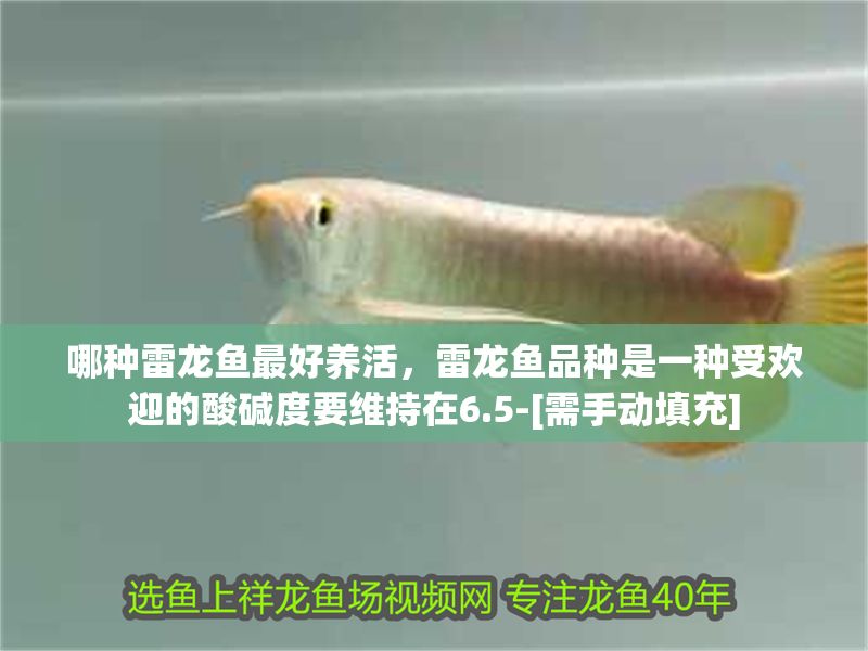 哪種雷龍魚(yú)最好養(yǎng)活，雷龍魚(yú)品種是一種受歡迎的酸堿度要維持在6.5-[需手動(dòng)填充]