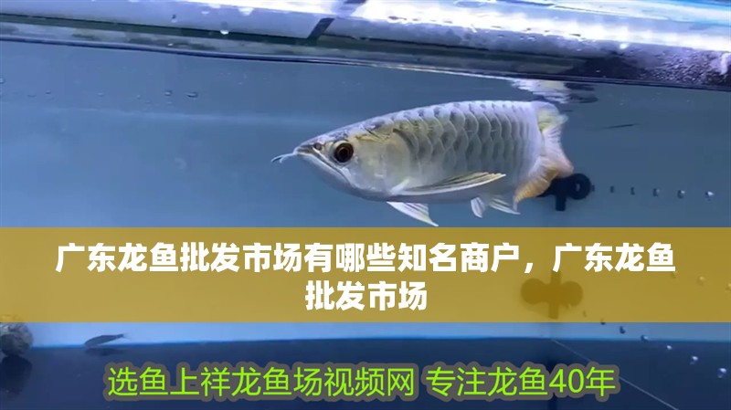 廣東龍魚批發市場有哪些知名商戶，廣東龍魚批發市場