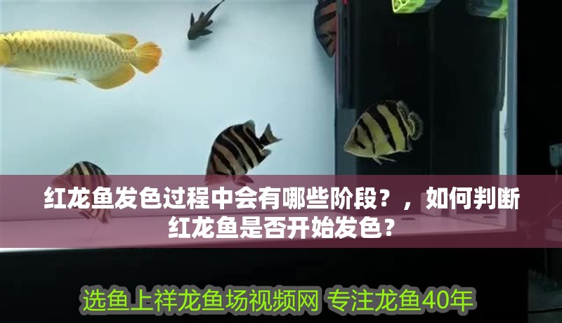 紅龍魚發色過程中會有哪些階段？，如何判斷紅龍魚是否開始發色？