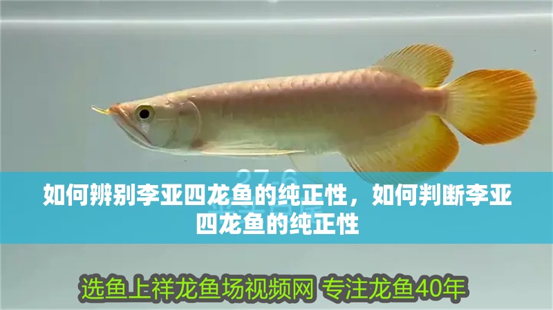 如何辨別李亞四龍魚的純正性，如何判斷李亞四龍魚的純正性