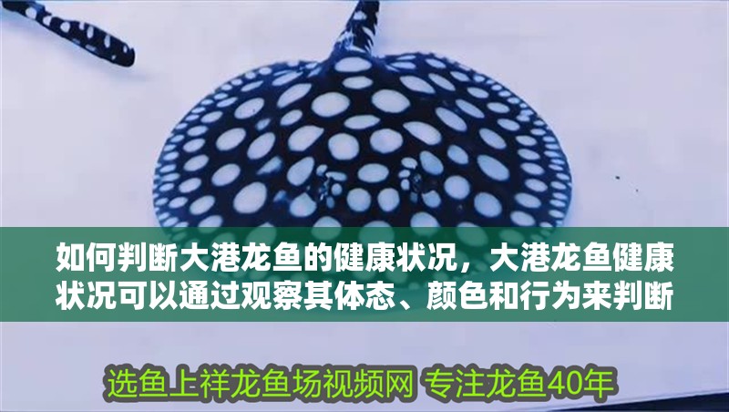 如何判斷大港龍魚的健康狀況，大港龍魚健康狀況可以通過觀察其體態、顏色和行為來判斷