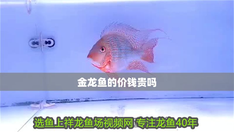 金龍魚的價錢貴嗎