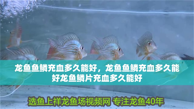 龍魚(yú)魚(yú)鱗充血多久能好，龍魚(yú)魚(yú)鱗充血多久能好龍魚(yú)鱗片充血多久能好