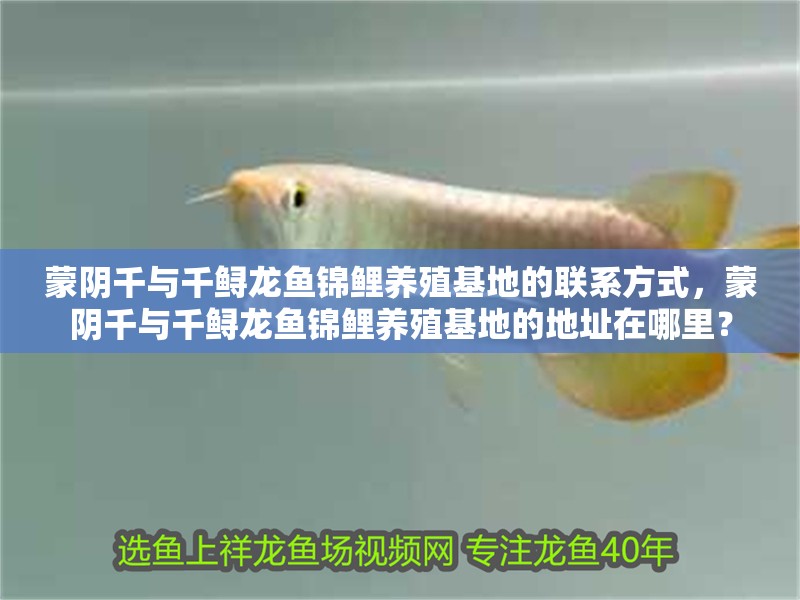 蒙陰千與千鱘龍魚錦鯉養殖基地的聯系方式，蒙陰千與千鱘龍魚錦鯉養殖基地的地址在哪里？
