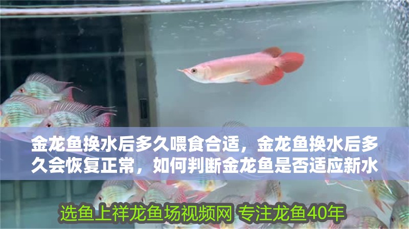 金龍魚換水后多久喂食合適，金龍魚換水后多久會恢復正常，如何判斷金龍魚是否適應新水質？
