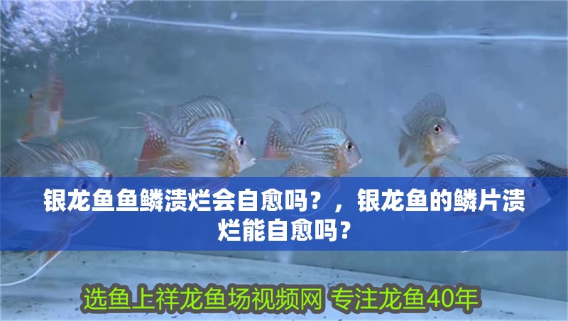銀龍魚魚鱗潰爛會自愈嗎？，銀龍魚的鱗片潰爛能自愈嗎？