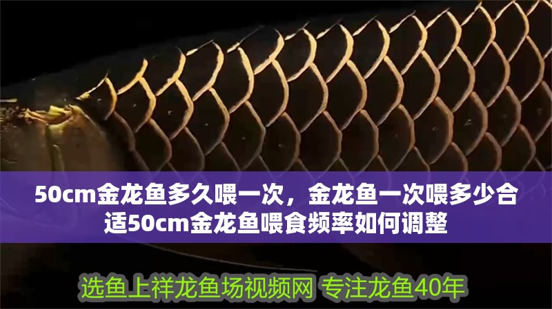 50cm金龍魚多久喂一次，金龍魚一次喂多少合適50cm金龍魚喂食頻率如何調(diào)整