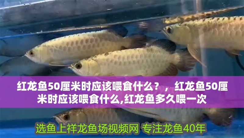 紅龍魚50厘米時應該喂食什么？，紅龍魚50厘米時應該喂食什么,紅龍魚多久喂一次