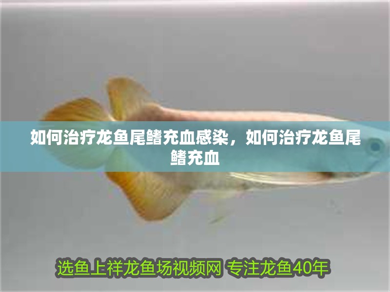 如何治療龍魚尾鰭充血感染，如何治療龍魚尾鰭充血