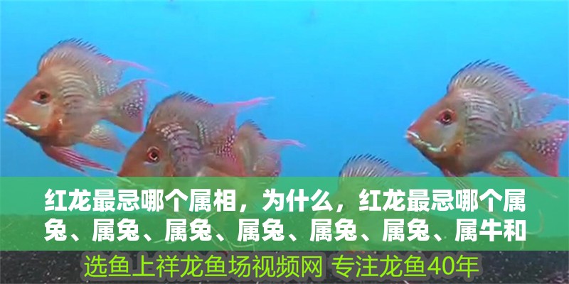 紅龍最忌哪個屬相，為什么，紅龍最忌哪個屬兔、屬兔、屬兔、屬兔、屬兔、屬兔、屬牛和屬龍