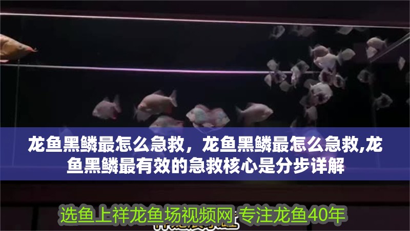 龍魚黑鱗最怎么急救，龍魚黑鱗最怎么急救,龍魚黑鱗最有效的急救核心是分步詳解