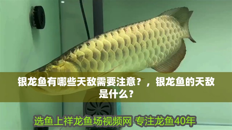 銀龍魚有哪些天敵需要注意？，銀龍魚的天敵是什么？