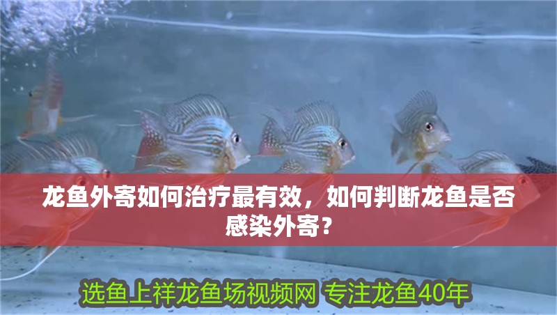 龍魚外寄如何治療最有效，如何判斷龍魚是否感染外寄？