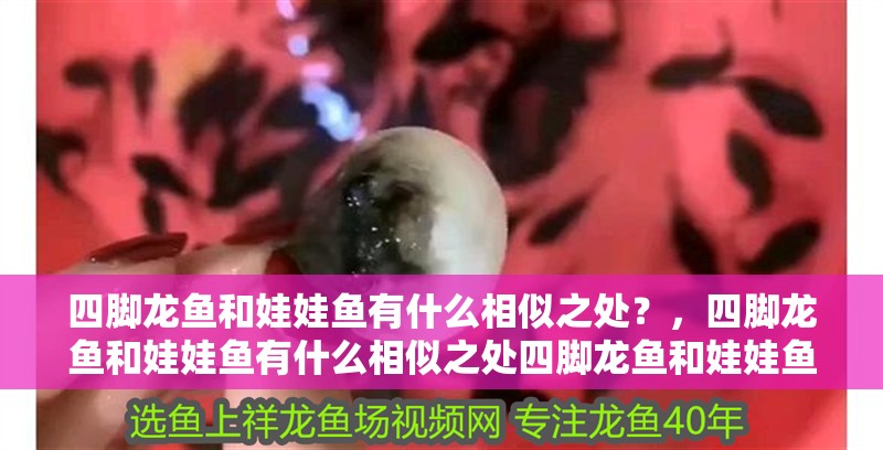 四腳龍魚和娃娃魚有什么相似之處？，四腳龍魚和娃娃魚有什么相似之處四腳龍魚和娃娃魚哪個更常見