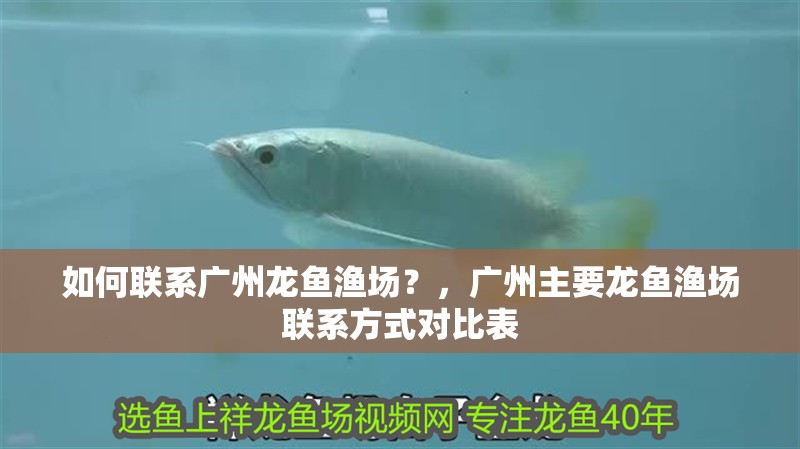 如何聯系廣州龍魚漁場？，廣州主要龍魚漁場聯系方式對比表