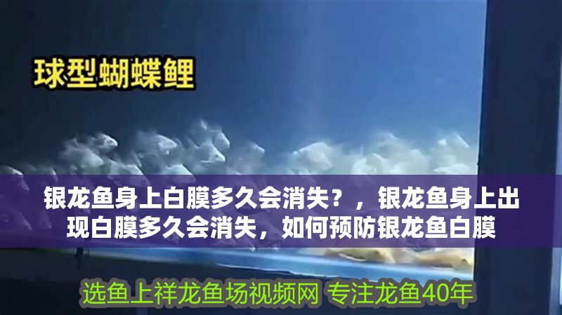 銀龍魚身上白膜多久會(huì)消失？，銀龍魚身上出現(xiàn)白膜多久會(huì)消失，如何預(yù)防銀龍魚白膜