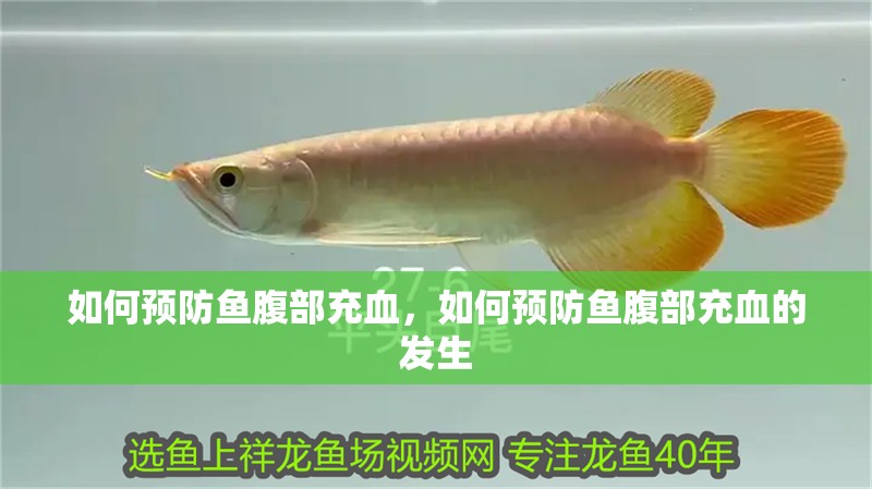 如何預防魚腹部充血，如何預防魚腹部充血的發生