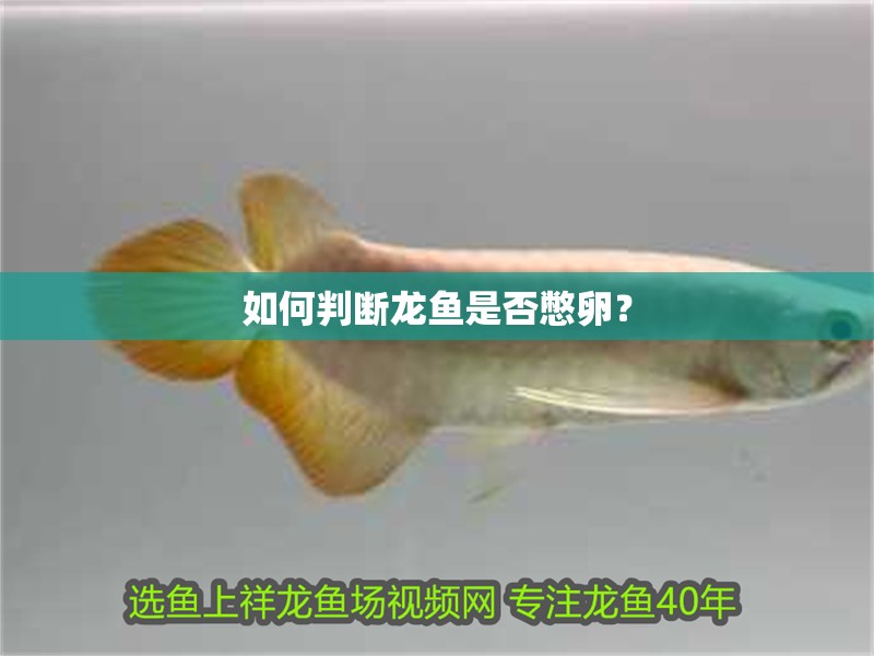 如何判斷龍魚是否憋卵？
