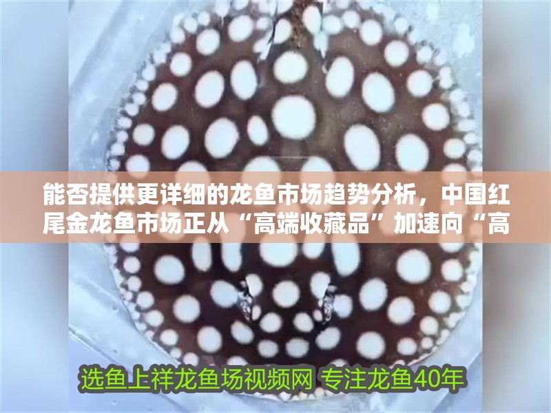 能否提供更詳細(xì)的龍魚市場趨勢分析，中國紅尾金龍魚市場正從“高端收藏品”加速向“高凈值人群的資產(chǎn)配置標(biāo)的”轉(zhuǎn)型