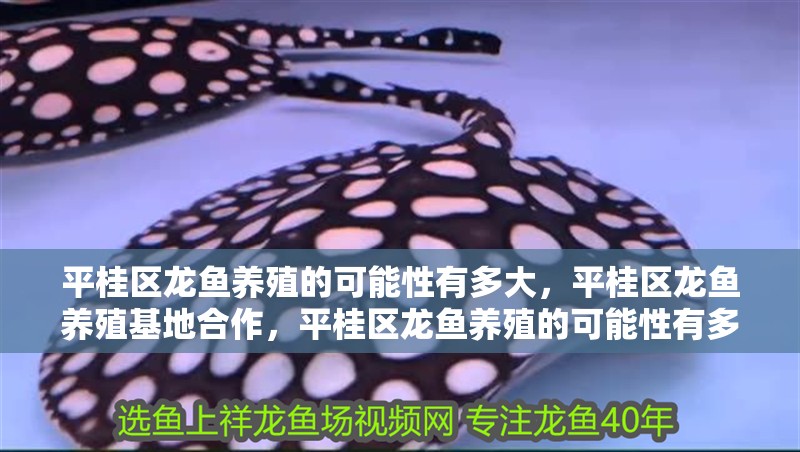 平桂區龍魚養殖的可能性有多大，平桂區龍魚養殖基地合作，平桂區龍魚養殖的可能性有多大