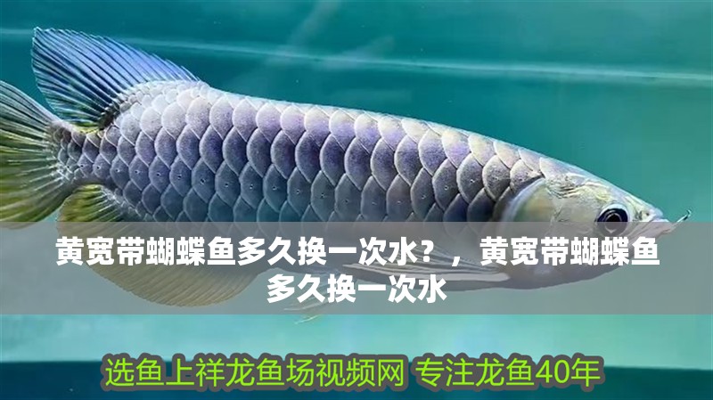 黃寬帶蝴蝶魚多久換一次水？，黃寬帶蝴蝶魚多久換一次水
