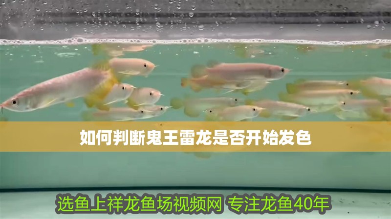 如何判斷鬼王雷龍是否開始發(fā)色