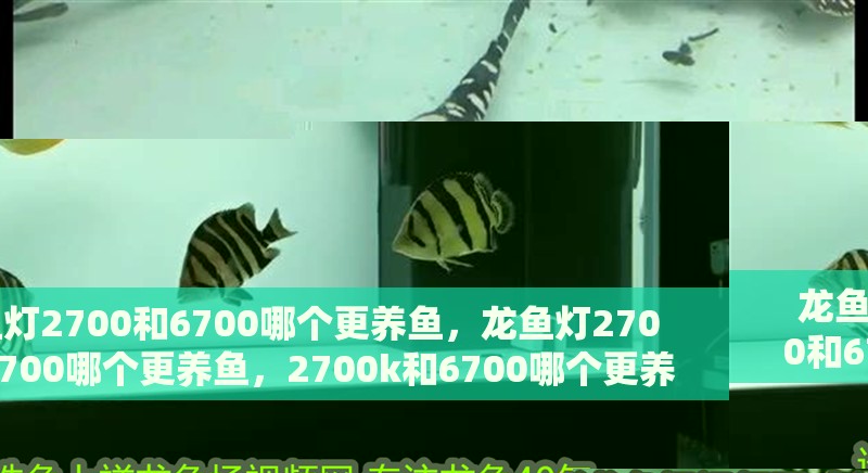龍魚燈2700和6700哪個更養魚，龍魚燈2700和6700哪個更養魚，2700k和6700哪個更養魚