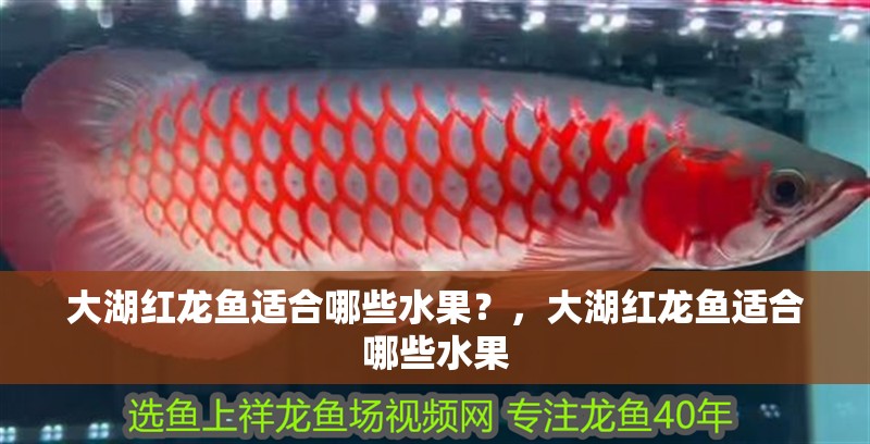 大湖紅龍魚適合哪些水果？，大湖紅龍魚適合哪些水果