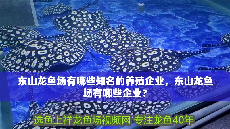 東山龍魚(yú)場(chǎng)有哪些知名的養(yǎng)殖企業(yè)，東山龍魚(yú)場(chǎng)有哪些企業(yè)？