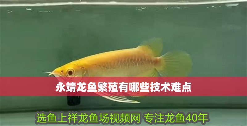 永靖龍魚繁殖有哪些技術(shù)難點(diǎn)