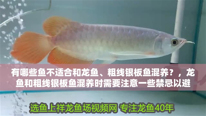 有哪些魚不適合和龍魚、粗線銀板魚混養？，龍魚和粗線銀板魚混養時需要注意一些禁忌以避免對魚類健康造成不利影響