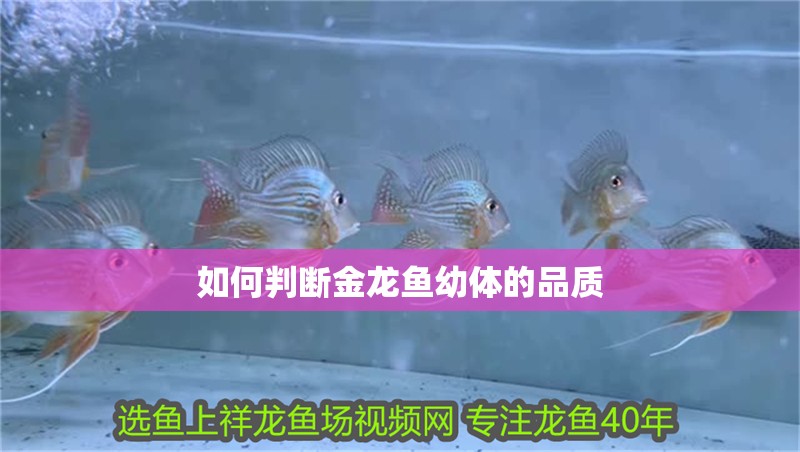如何判斷金龍魚幼體的品質(zhì)