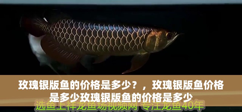 玫瑰銀版魚的價(jià)格是多少？，玫瑰銀版魚價(jià)格是多少玫瑰銀版魚的價(jià)格是多少