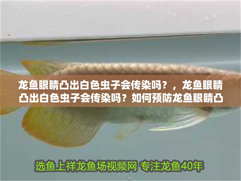 龍魚眼睛凸出白色蟲子會傳染嗎？，龍魚眼睛凸出白色蟲子會傳染嗎？如何預防龍魚眼睛凸出