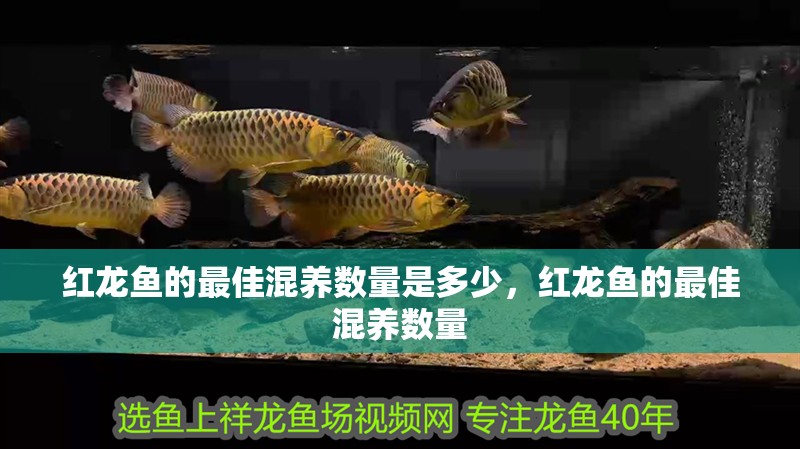 紅龍魚的最佳混養(yǎng)數(shù)量是多少，紅龍魚的最佳混養(yǎng)數(shù)量