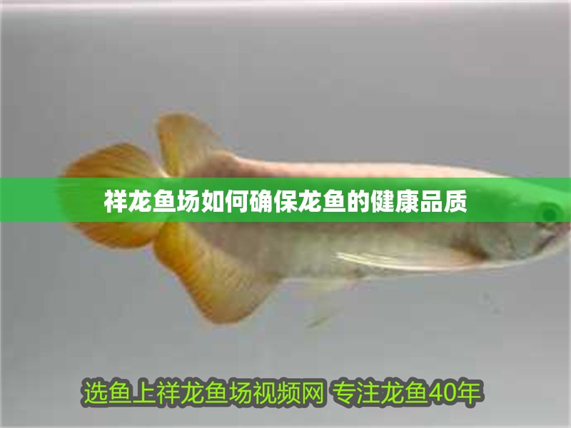 祥龍魚場(chǎng)如何確保龍魚的健康品質(zhì)