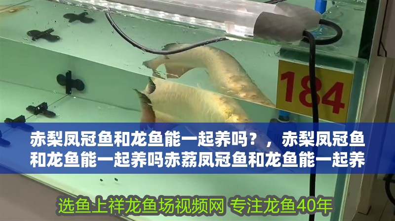 赤梨鳳冠魚和龍魚能一起養嗎？，赤梨鳳冠魚和龍魚能一起養嗎赤荔鳳冠魚和龍魚能一起養嗎