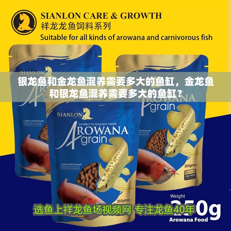 銀龍魚和金龍魚混養需要多大的魚缸，金龍魚和銀龍魚混養需要多大的魚缸？