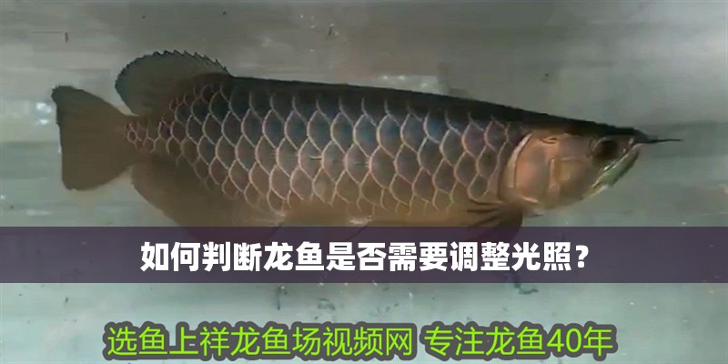 如何判斷龍魚是否需要調整光照？